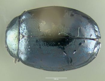 Media type: image;   Entomology 613143 Aspect: habitus dorsal view